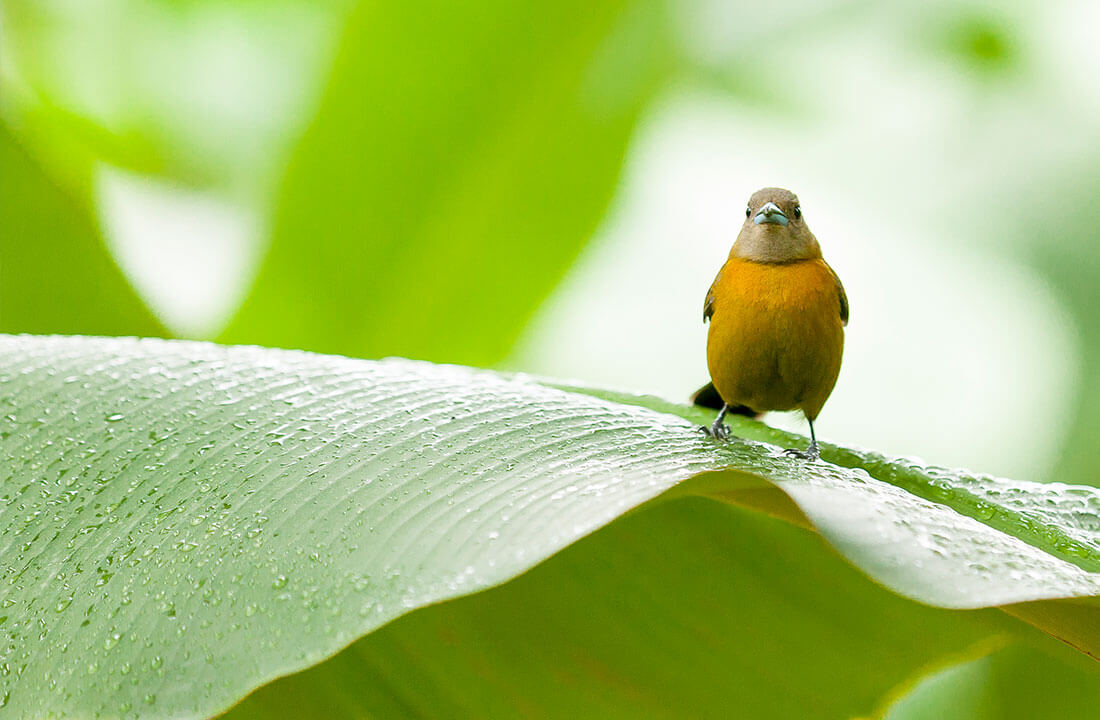 Chiquita loopt voorop als het gaat om het behoud van biodiversiteit - 1