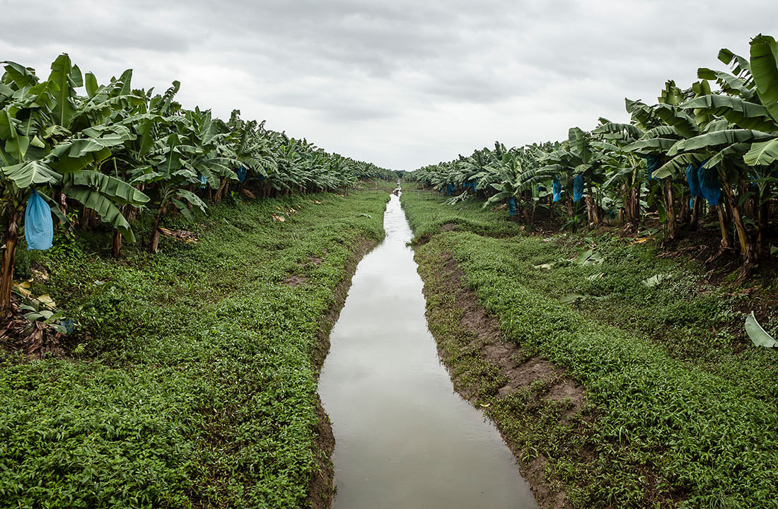 Chiquita loopt voorop als het gaat om het behoud van biodiversiteit - 2