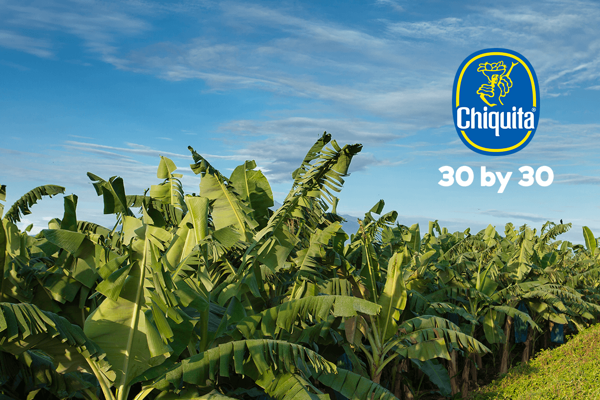 30 by 30 chiquita banana plantation