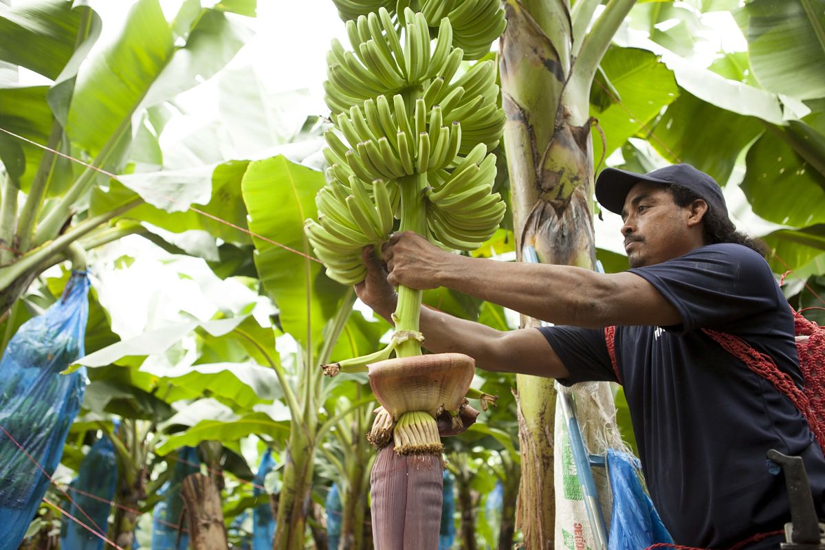 Bananenplantage van Chiquita 2