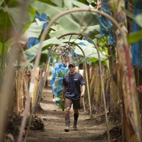 Chiquita bananen op de plantage: het draait allemaal om duurzaamheid