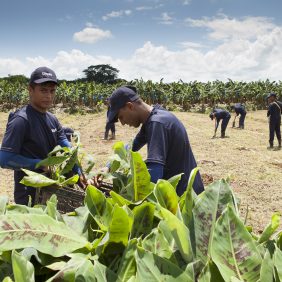 Chiquita handhaaft continuïteit in zijn missie voor duurzame landbouw